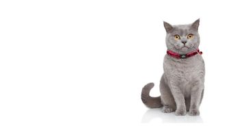 KEDİ TASMALARI